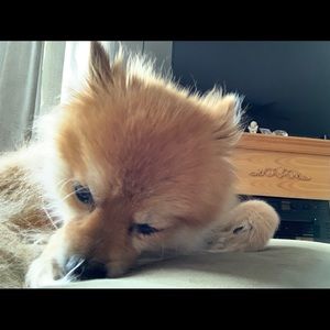 Meet your Posher, Chris